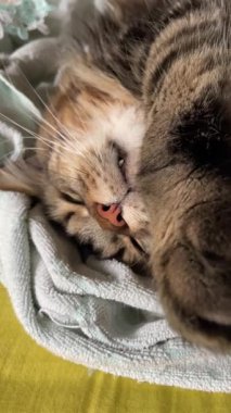 Maine Rakun, Mainecoon 'da uyuyan tekir kediyi kapatın.