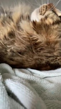 Maine Rakun, Mainecoon 'da uyuyan tekir kediyi kapatın.