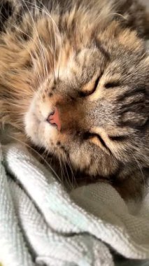 Maine Rakun, Mainecoon 'da uyuyan tekir kediyi kapatın.