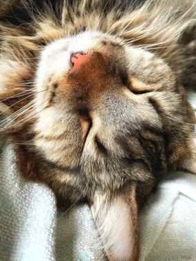 Şirin bir rakun kedinin portresi