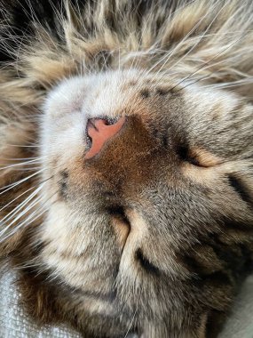 Şirin bir rakun kedinin portresi