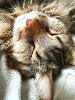 Şirin bir rakun kedinin portresi