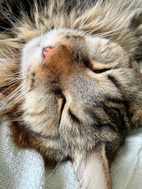 Şirin bir rakun kedinin portresi