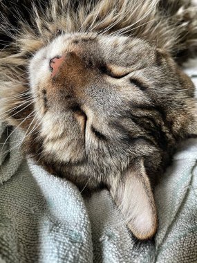 Şirin bir rakun kedinin portresi