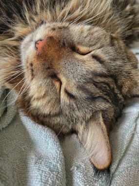 Şirin bir rakun kedinin portresi