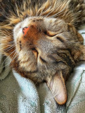 Şirin bir rakun kedinin portresi