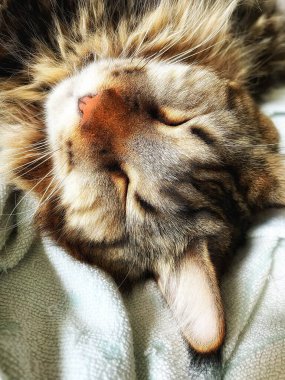 Şirin bir rakun kedinin portresi