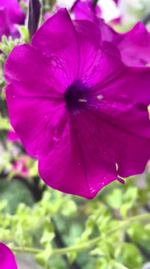 Pencerede güzel çiçekler, Petunya 