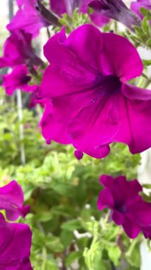 Pencerede güzel çiçekler, Petunya 