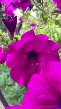Pencerede güzel çiçekler, Petunya 