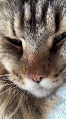 Maine Rakun Kedisi Mainecoon 'un portresini kapat.