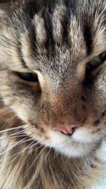 Maine Rakun Kedisi Mainecoon 'un portresini kapat.