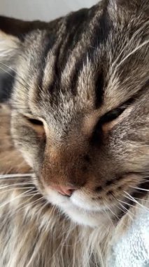 Maine Rakun Kedisi Mainecoon 'un portresini kapat.