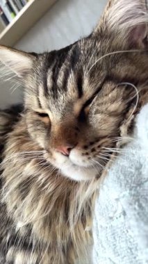 Maine Rakun Kedisi Mainecoon 'un portresini kapat.