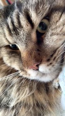 Maine Rakun Kedisi Mainecoon 'un portresini kapat.