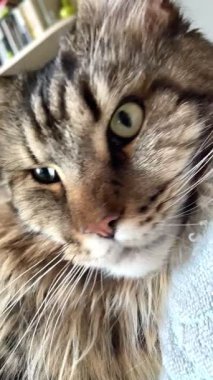 Maine Rakun Kedisi Mainecoon 'un portresini kapat.