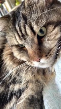 Maine Rakun Kedisi Mainecoon 'un portresini kapat.