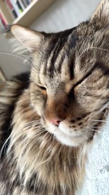 Maine Rakun Kedisi Mainecoon 'un portresini kapat.