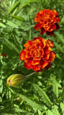 Çimlerde kırmızı çiçekler, kadife çiçekleri 