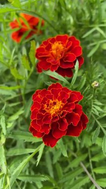 Çimlerde kırmızı çiçekler, kadife çiçekleri 