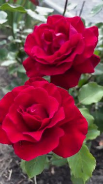 Bahçedeki kırmızı güller