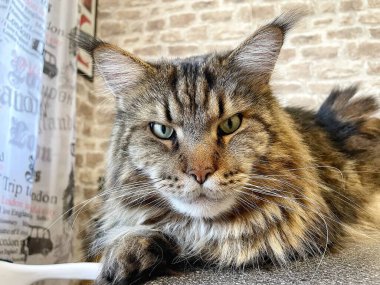 Büyük kedi mutfakta, Kral Maine rakunu, evcil hayvan