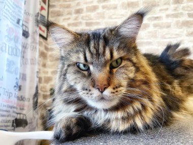 Maine Rakunu, sevimli büyük kedi Mainecoon evdeki masada yatıyor.