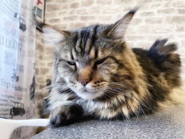 Masadaki büyük kedi Maine Rakunu.