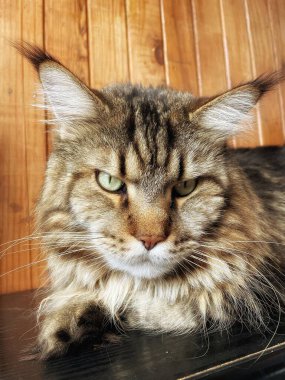 Büyük bir kedinin portresi Maine Rakunu Mainecoon