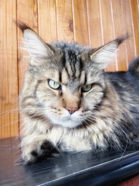 Büyük bir kedinin portresi Maine Rakunu Mainecoon