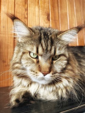 Büyük bir kedinin portresi Maine Rakunu Mainecoon