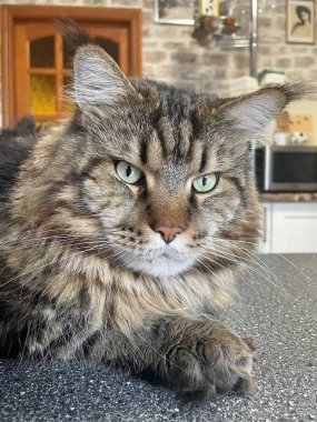 Büyük Ukrayna kedisi Maine Rakunu, Kral Mainecoon 