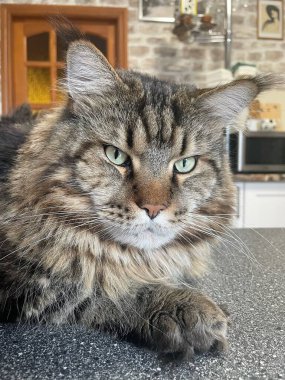 Büyük Ukrayna kedisi Maine Rakunu, Kral Mainecoon 