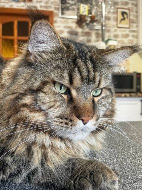 Ukrayna 'nın büyük kedisi Maine Rakunu, Kral Mainecoon, Ukrayna 