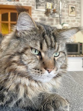 Ukrayna 'nın büyük kedisi Maine Rakunu, Kral Mainecoon, Ukrayna 