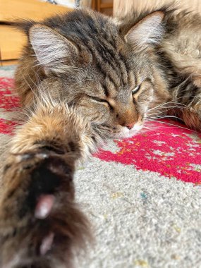 Büyük kedi Maine Rakunu uyuyor. 