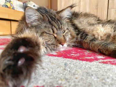 Büyük kedi Maine Rakunu uyuyor. 