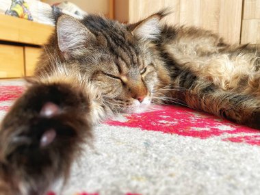 Büyük kedi Maine Rakunu uyuyor. 