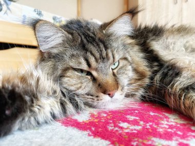 Büyük kedi Maine Rakunu uyuyor. 