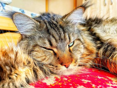 Büyük kedi Maine Rakunu uyuyor. 