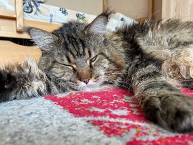 Büyük Ukrayna kedisi Maine Rakun uyuyor, kral evcil