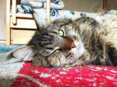 Büyük kedi Maine Rakunu uyuyor.