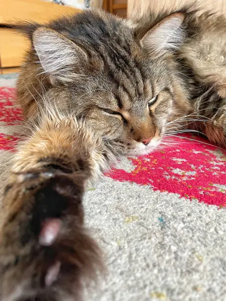 Büyük kedi Maine Rakunu uyuyor. 