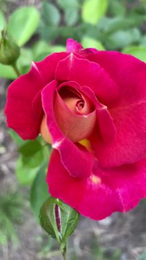 Bahçede güzel pembe bir gül