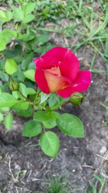 Kırmızı gül dalda.