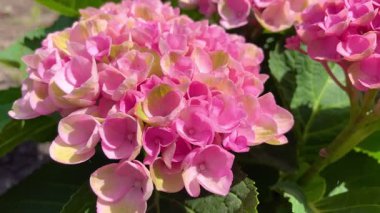 Bahçedeki genç pembe ortanca çalısı