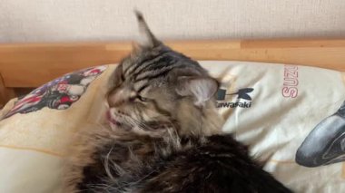 Maine Coon bi Ukrayna kedisi, Mainecoon hayvanı