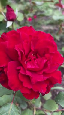 Bahçede güzel bir gül