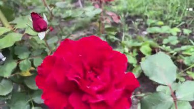 Bahçede güzel kırmızı güller