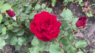 Bahçede güzel kırmızı güller